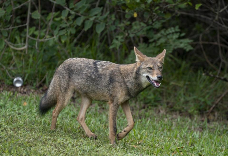 A coyote walks along the grassy shoulder of South Ocean Blvd. near  Sloan's Curve on October 12 , 2020 in Palm Beach, Florida.