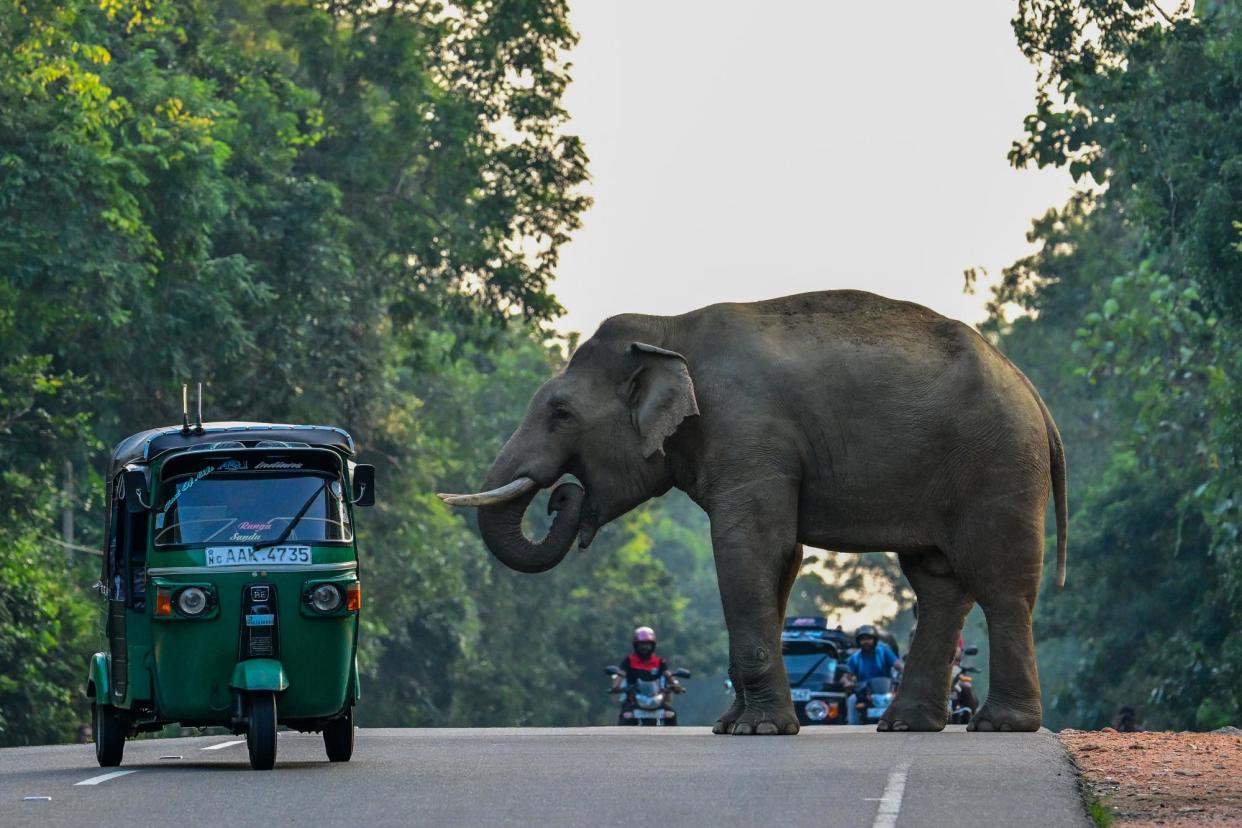 <span>A rickshaw driver steers around a wild bull elephant in Habarana, a popular tourist town. Last year 176 people died in elephant encounters and 470 of the animals were killed. </span><span>Photograph: Getty</span>