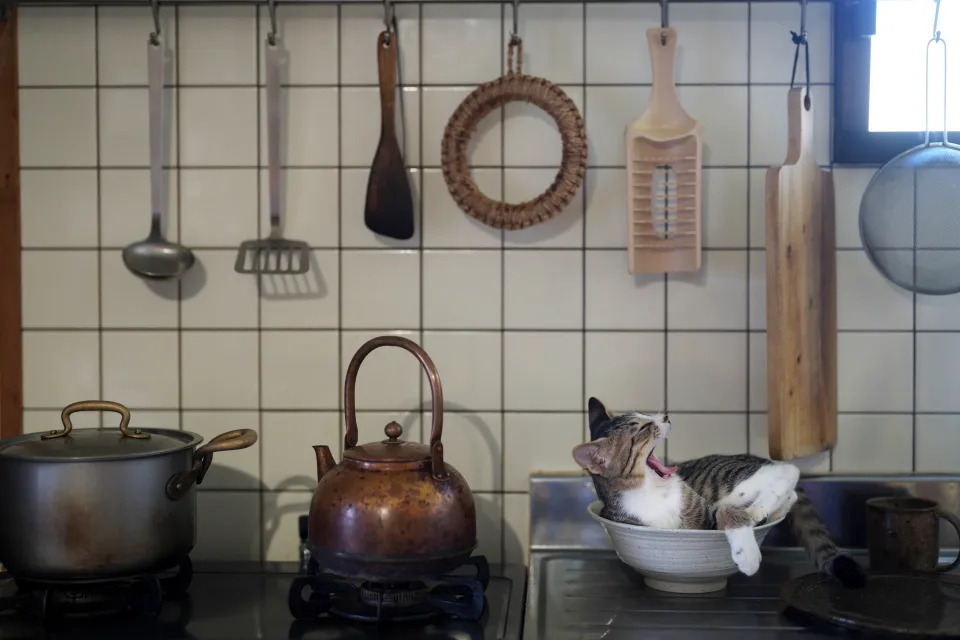 A cat yawns in a bowl in a kitchen