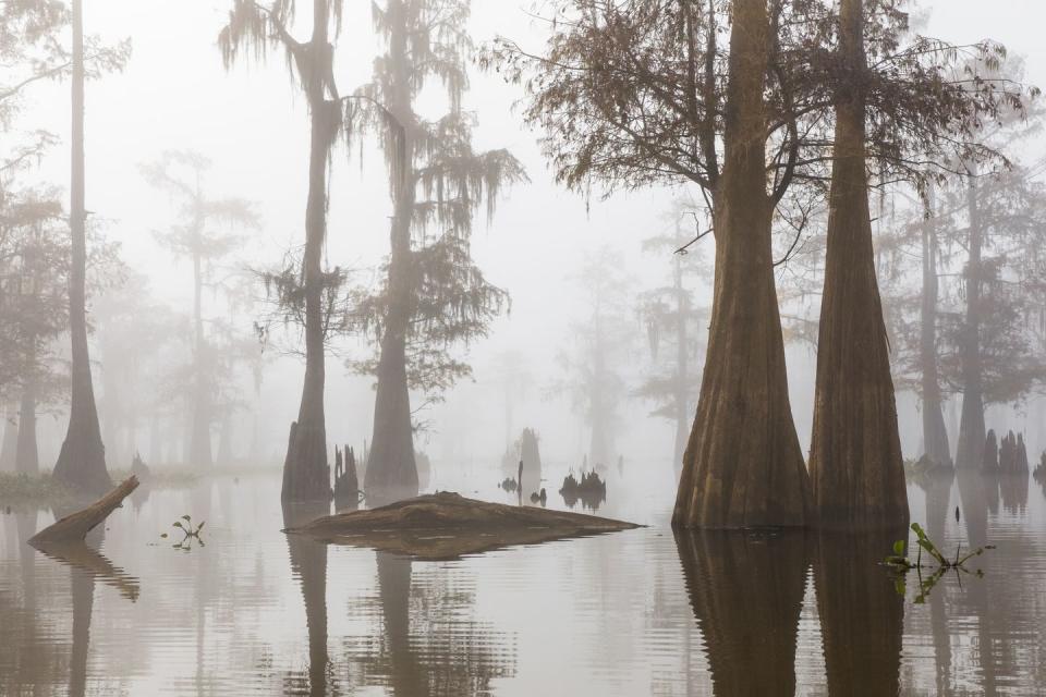 spooky urban legends   louisiana bayou in fog