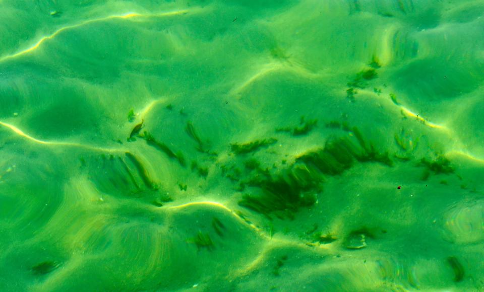 A view through the clear waters.  Checking the waters and seagrass status of the Indian River Lagoon near Sebastian Inlet with Don Deis, principal scientist with Atkins, an international engineering and science company, and Ed Garland,  public outreach coordinator with Sebastian Inlet District.