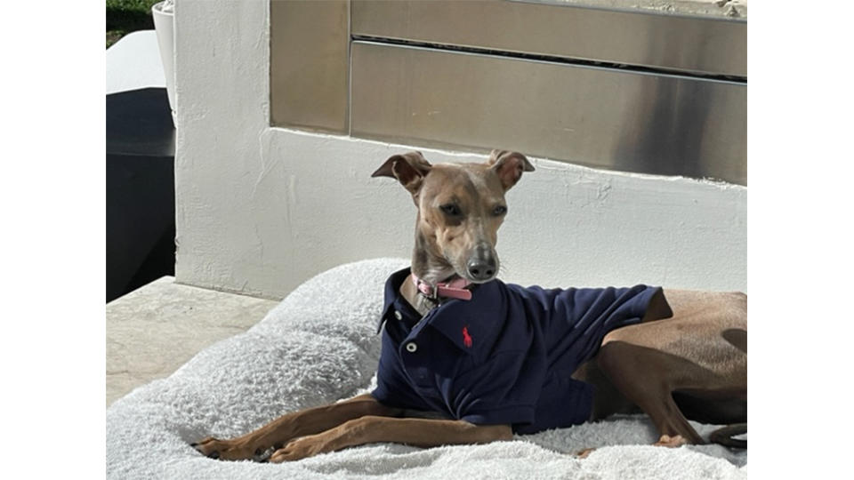 Francesca the Italian greyhound, one of Michael Hill’s well-trained dogs. - Credit: Frank Smith