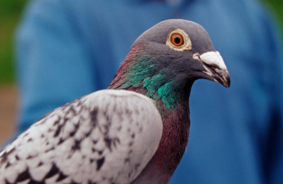 Un pigeon a été arrêté par la police péruvienne alors qu’il essayait de faire passer des stupéfiants en prison. L’animal a été appréhendé dans l’enceinte de l’établissement pénitentiaire de Huancayo alors qu’il allait s’abreuver dans une flaque d’eau.