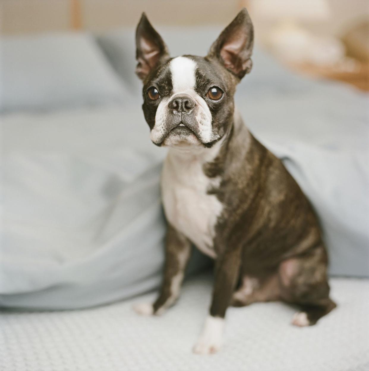 best small dog breeds boston terrier