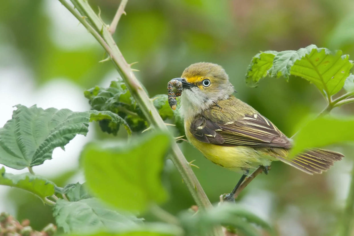 White-eyed VireoKelly Colgan Azar/Flickr