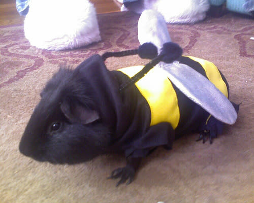 Bumble Bee