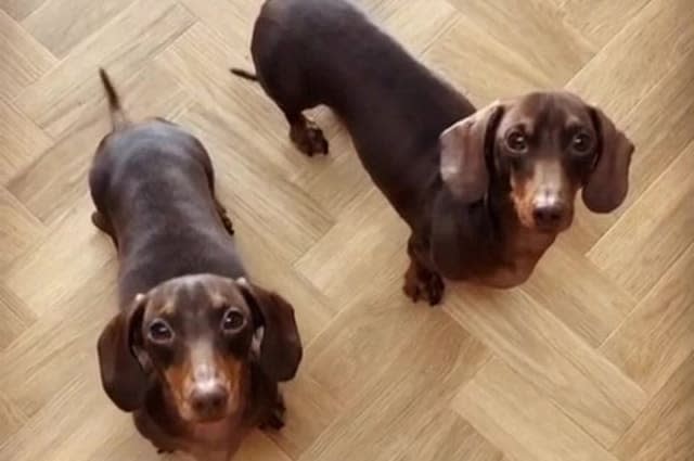 These two well-trained sausage dogs move in perfect unison as they perform a synchronised dance to 'If you're happy and you know it'