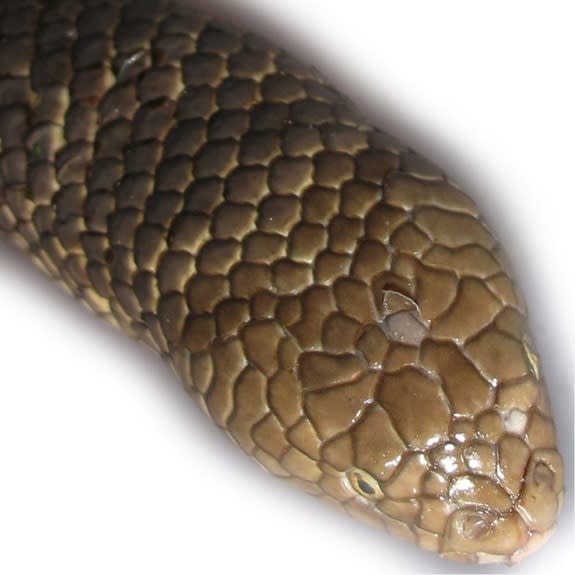 A leaf-scaled sea snake (<i>Aipysurus foliosquama</i>).