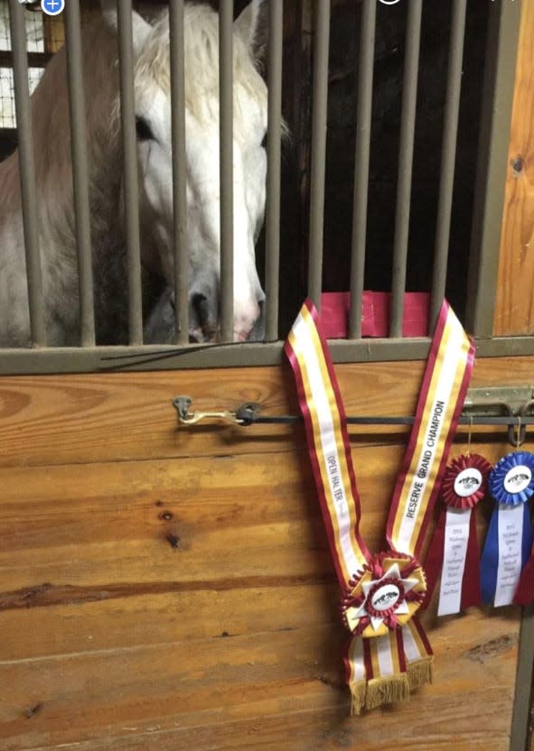 Recently won ribbons are displayed on the outside of Ben Hur de Bernaville's stall. Lynn Gennrich came to an agreement with Olissio Zoppe to allow the Cirque Ma'Ceo founder to take her horse to include in his traveling circus so that fans of the rare Boulonnais horse could come see him in the shows.