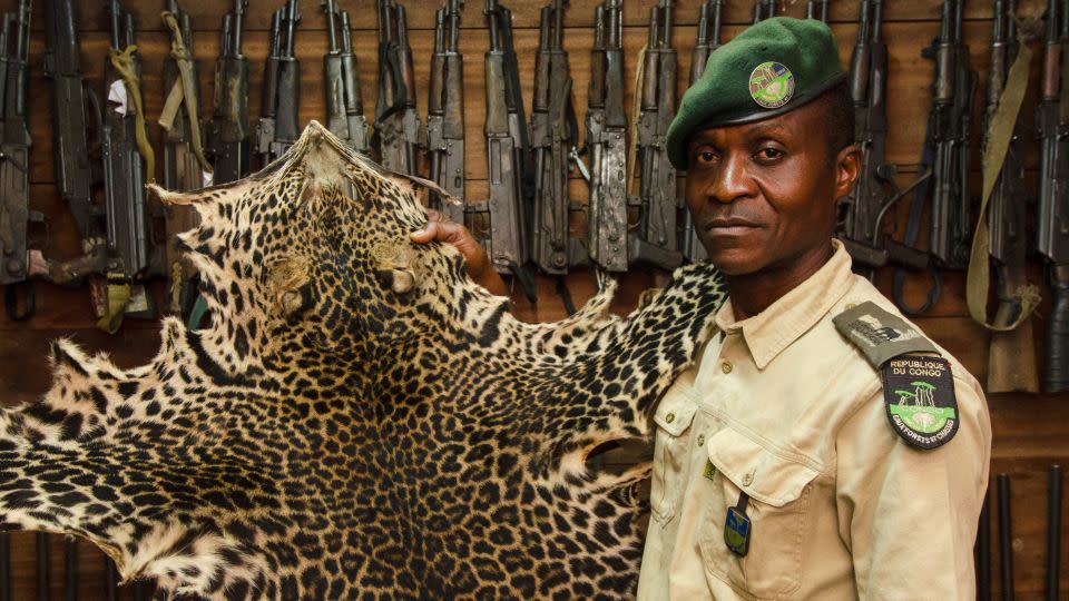 Rangers are tasked with confronting and preventing poachers from killing leopards, often for their fur. This pelt was confiscated in Odzala-Kokoua National Park, in the Republic of Congo. - Pete Oxford
