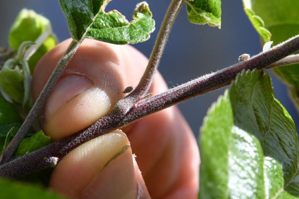 More than 130,000 trees will be planted across towns and cities in England to help combat climate change, the government has said. Grants totalling £10m will be made available through the Urban Tree Challenge Fund over the next two years. The scheme, administered by the Forestry Commission, will be open to individuals, local authorities, charities and NGOs. Grants will cover the planting of trees and the first three years of their care.“Trees are vital in the fight against climate change, which is why we must go further and faster to increase planting rates,” Michael Gove, the environment secretary, said in a statement. Trees absorb carbon dioxide making them vital in the fight against climate change. Their presence in towns and cities can also absorb noise, reduce flood risk, and create green spaces associated with better health and wellbeing.Sir Harry Studholme, chair of the Forestry Commission, said: “This allows us to plant more trees much closer to where people live and work, and where the many benefits of trees make the most difference. We look forward to lots of new planting happening this autumn.”Paul Nolan, Chair of England’s Community Forests and director of The Mersey Forest, said: “There is an increasing understanding of the role that trees and woodlands play in helping to make our towns and cities better places for people and nature to thrive.” The scheme will support projects which can provide the greatest environmental and social benefits, and a map will be available to check eligibility before applying.Sir William Worsley, appointed the government’s "tree champion" last year with the task of growing green spaces, said the benefits of planting trees are “endless”. “Trees are the lifeblood of our nation, and it is more important than ever to ensure they are rooted not only in our countryside, but in our towns and cities too,” he said.