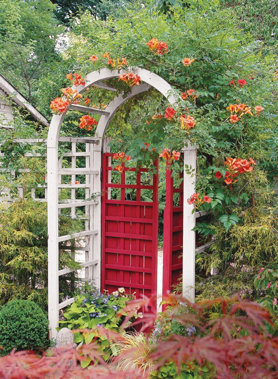 Chinese Trumpet Vine