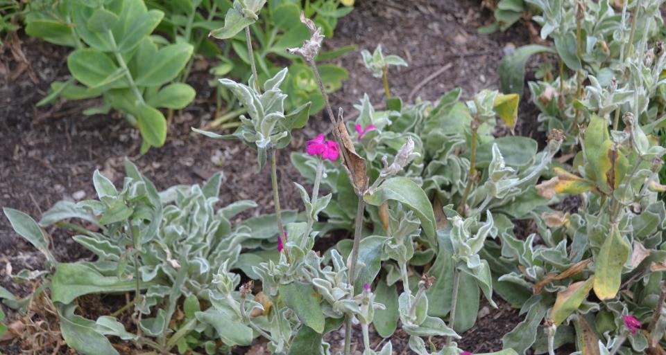Dianthus feature leaves that are often grey-green or blue-green. The species features both annuals and perennials, like this rose campion at Kingwood Center Gardens.