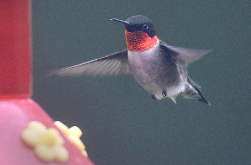 A ruby-throated hummingbird brightens up another gray Cape Cod day as he hovers in for breakfast at a feeder in Barnstable.