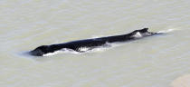 In this photo provided by the Northern Territory Government, a humpback whale swims in the East Alligator River in the Kakadu National Park in Australia's Northern Territory, on Sept. 10, 2020. Whales have never been seen before in the East Alligator River in the Northern Territory's World Heritage-listed Kakadu National Park and no one can explain why at least three of the blue water mammals ventured so deep inland in a river with almost zero visibility. (Northern Territory Government via AP)