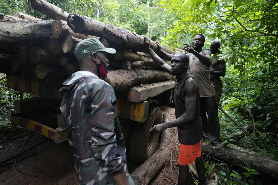 A ranger argues with illegal loggers as they load timber onto a truck inside the Omo Forest Reserve in Nigeria on Wednesday, Aug. 2, 2023. Conservationists and rangers blame the government for not enforcing environmental regulations or adequately replanting trees, impeding Nigeria’s pledge under the Paris climate agreement to maintain places like forests that absorb carbon from the atmosphere. (AP Photo/Sunday Alamba)