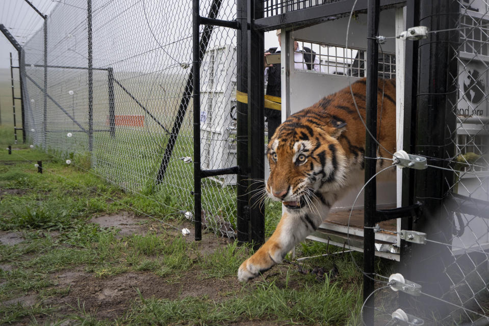 Itza, one of 17 rescued tigers and lions from Guatemala circuses is released at the Animal Defenders International Wildlife Sanctuary in Winburg, South Africa, Tuesday Jan. 21, 2020. (AP Photo/Jerome Delay)