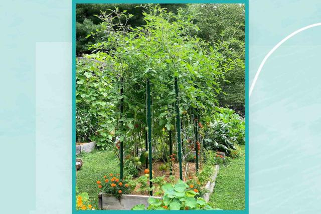 8 DIY Tomato Trellis Ideas to Provide Support and Style in Your Garden