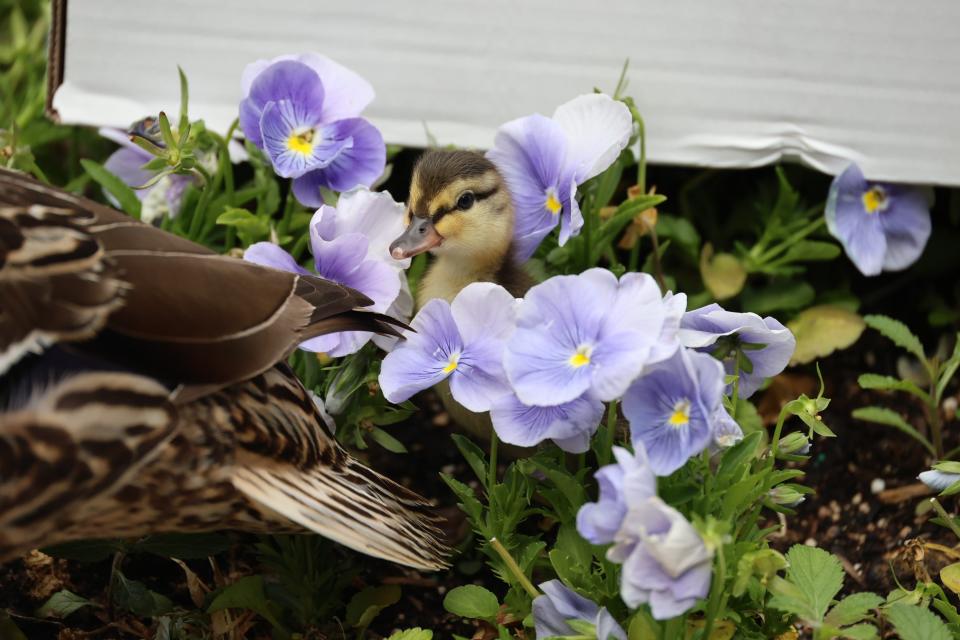 After IFD rescue, baby ducklings are reunited with their mother at their nest located in a flower pot along the circle.