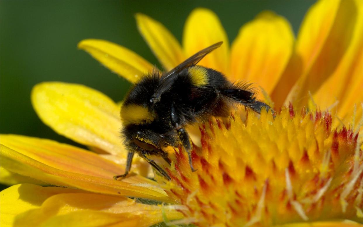 How to get bees into your garden - Alamy