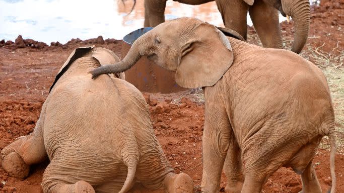 king charles iii and queen camilla visit kenya day 2