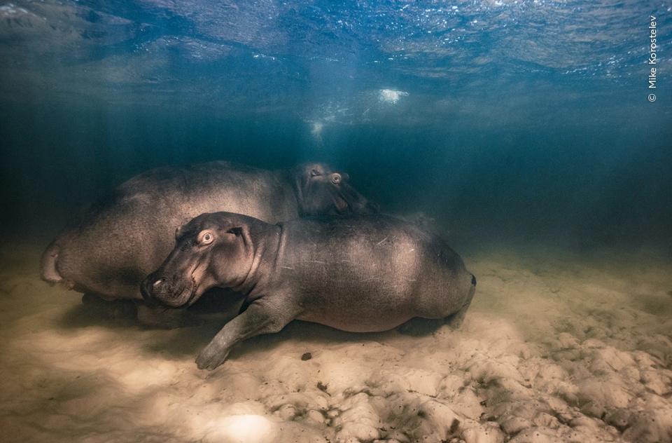 Mike Korostelev, winner of Underwater, reveals a hippopotamus and her two offspring resting in the shallow clear-water lake of Kosi Bay, iSimangaliso Wetland Park, South Africa.