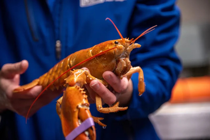 The still-unnamed lobster was caught in Casco Bay, Maine on Friday, June 2, 2023.  / Credit: University of New England