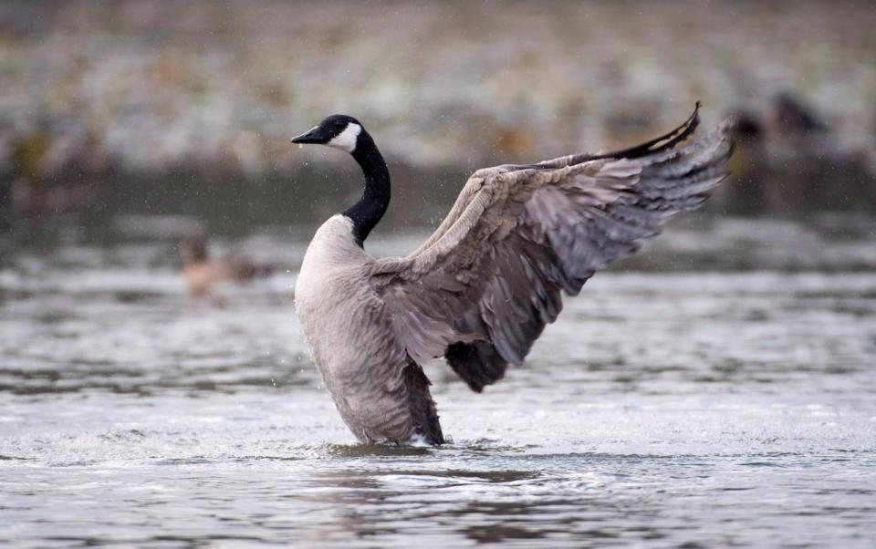A Canada goose shakes its feathers at Burnaby Lake in Burnaby, B.C., on Monday, Nov. 5, 2018. 