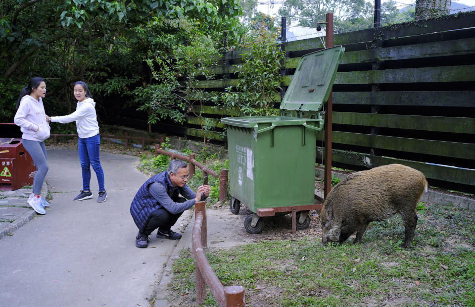 In this Jan. 13, 2019, photo, a wild boar scavenges for food while local residents watch at a Country Park in Hong Kong. Like many Asian communities, Hong Kong ushers in the astrological year of the pig. That’s also good timing to discuss the financial center’s contested relationship with its wild boar population. A growing population and encroaching urbanization have brought humans and wild pigs into increasing proximity, with the boars making frequent appearances on roadways, housing developments and even shopping centers. (AP Photo/Vincent Yu)