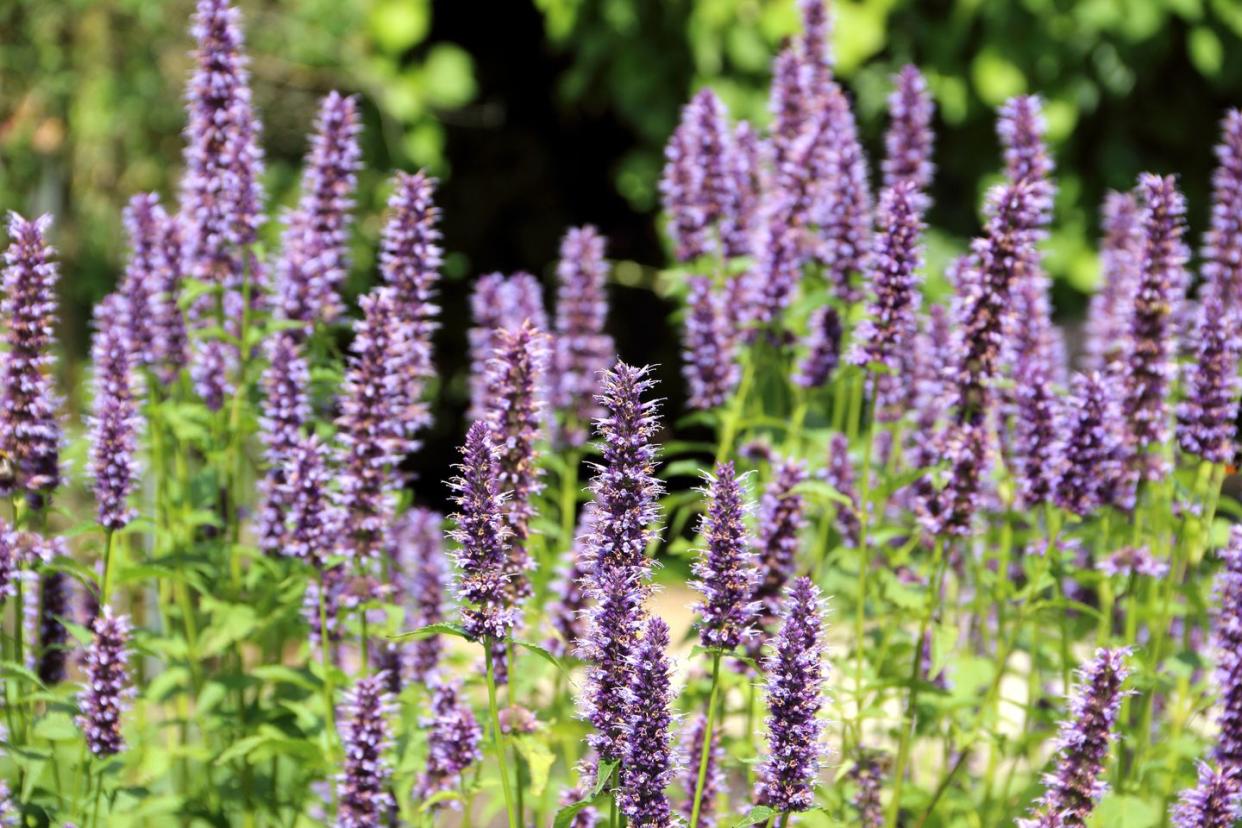 agastache rugosa blossoms