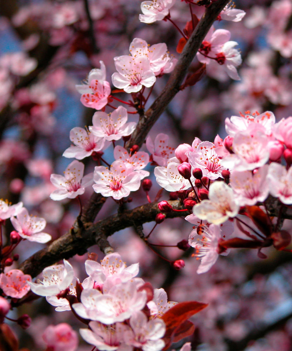 3. Ornamental Cherry