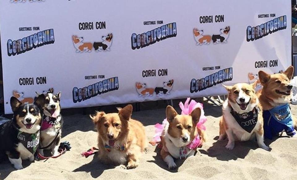 An actual Corgi Con just happened, NBD