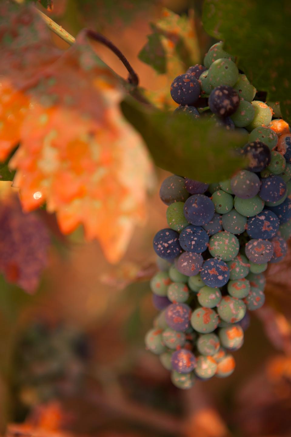 Fire retardant spots wine grapes in a vineyard near the Sand Fire near Plymouth, California