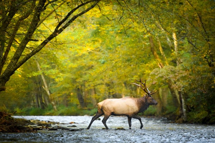 A large bull elk wades across a river during the autumn rut season.