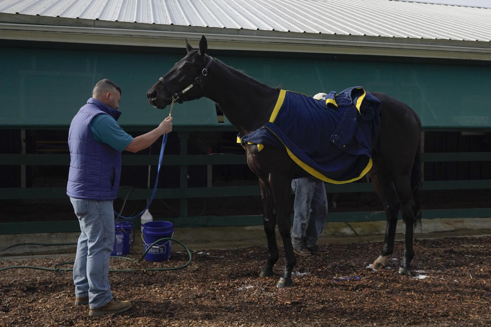 Kentucky Derby winner and Preakness entrant Medina Spirit is bathed after a workout ahead of the Preakness Stakes horse race at Pimlico Race Course, Wednesday, May 12, 2021, in Baltimore. (AP Photo/Julio Cortez)