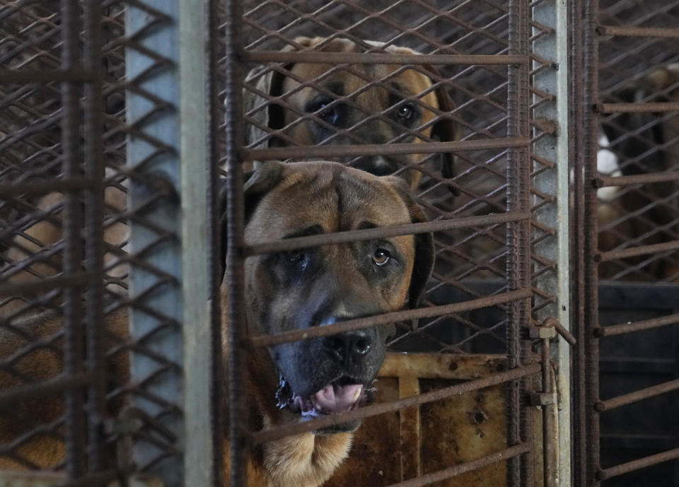 Dogs are seen in a cage at a dog farm in Pyeongtaek, South Korea, Tuesday, June 27, 2023. Dog meat consumption, a centuries-old practice on the Korean Peninsula, isn't explicitly prohibited or legalized in South Korea. But more and more people want it banned, and there's increasing public awareness of animal rights and worries about South Korea’s international image. (AP Photo/Ahn Young-joon)