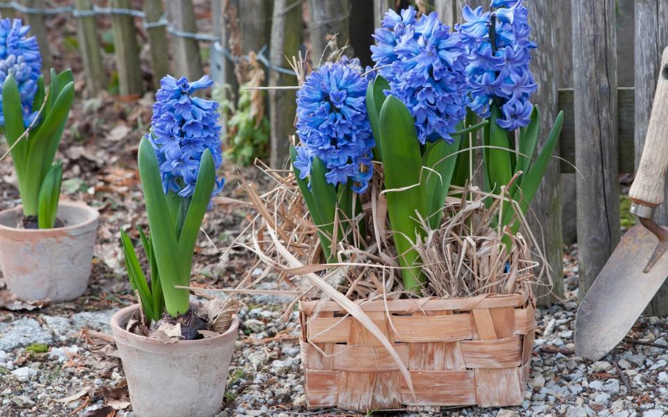 When to plant hyacinth bulbs for Christmas blooms flowers uk 2022 autumn winter growth 