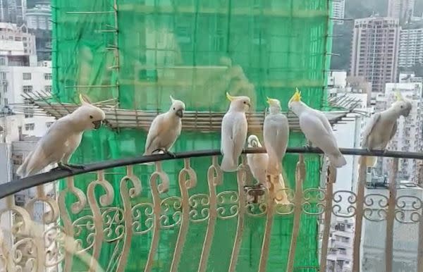 多達7隻的小葵花鳳頭鸚鵡停駐在周慧敏家的陽台。（翻攝周慧敏臉書）