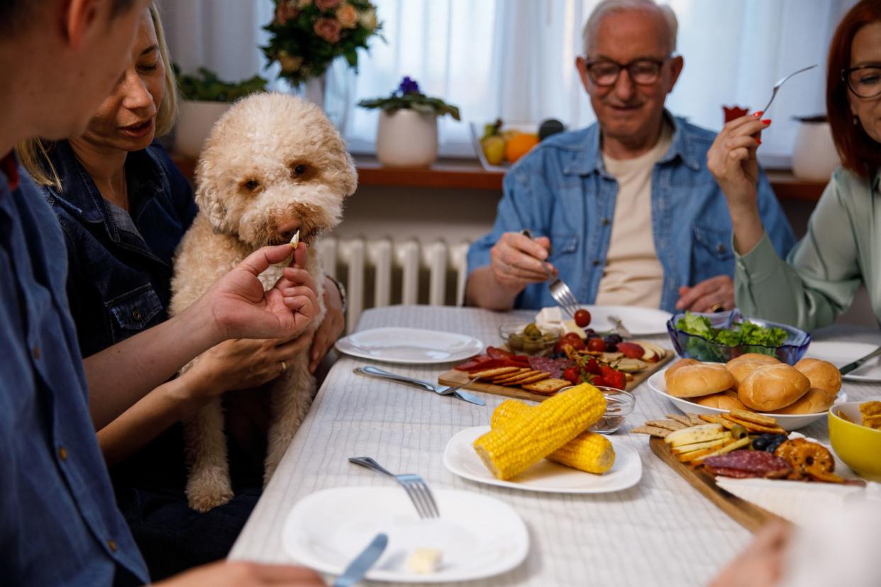 Candid shot of mature man giving his Labradoodle a piece of cheese while sitting at the dining table with his family, having dinner.