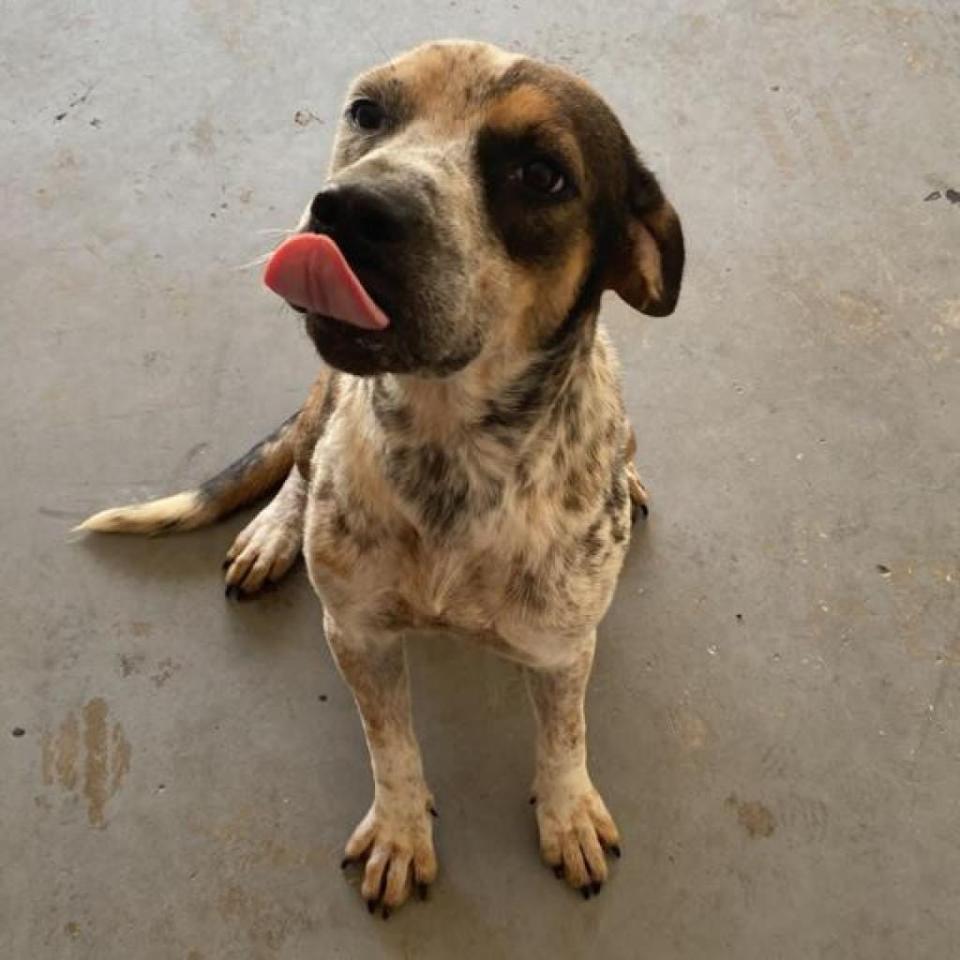 Roy rhymes with good boy, which he is. He's a young’un, just a year old cutie who loves treats. As you know, young boys need a helping hand with manners and some basic command lessons. Once he gets those lessons, he'll be the best little buddy anyone can have. He does need a home with older kids because he's still trying to learn to behave properly. Make an appointment at www.spcafloria.org.