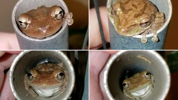 Man finds tiny frogs hiding in wind chimes from Hurricane Dorian