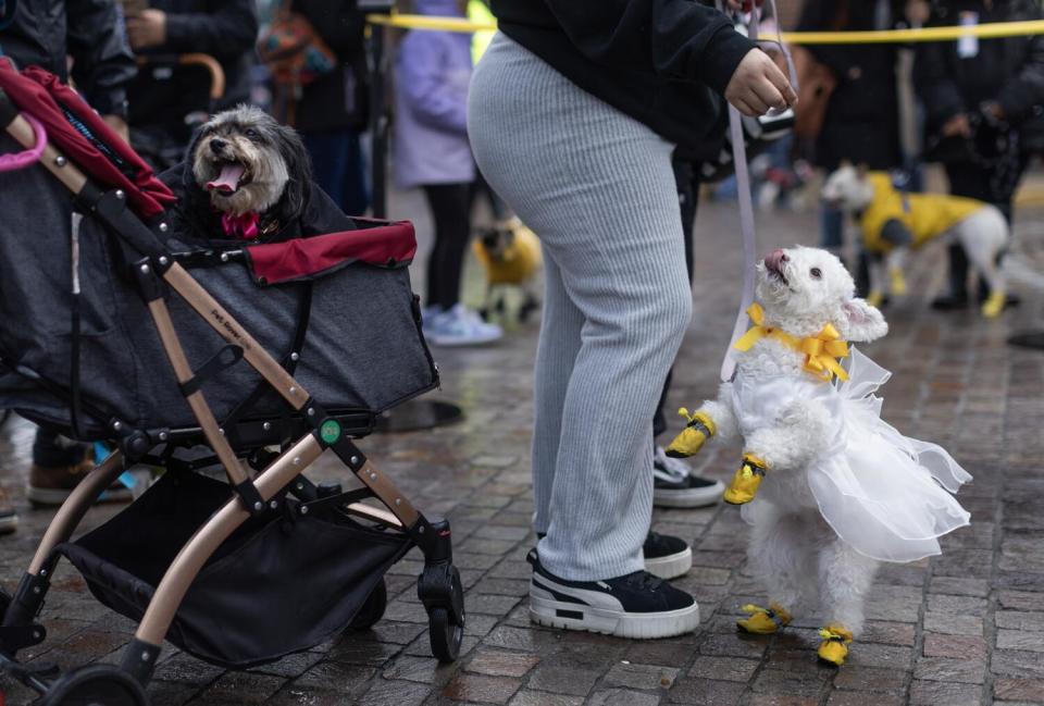 A bichon on hind legs awaits a treat