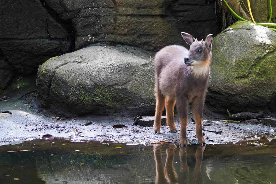 野山羊「皮蛋」過於親近人，由臺北市立動物園接手照養