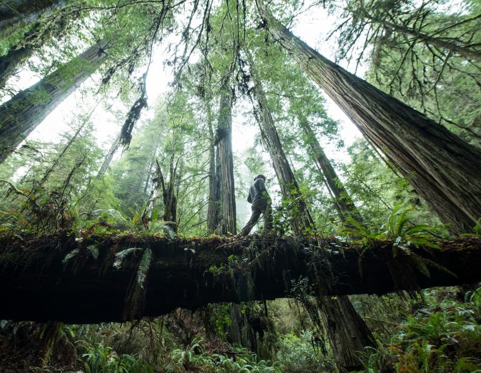 Jedediah Smith Redwoods State Park, California