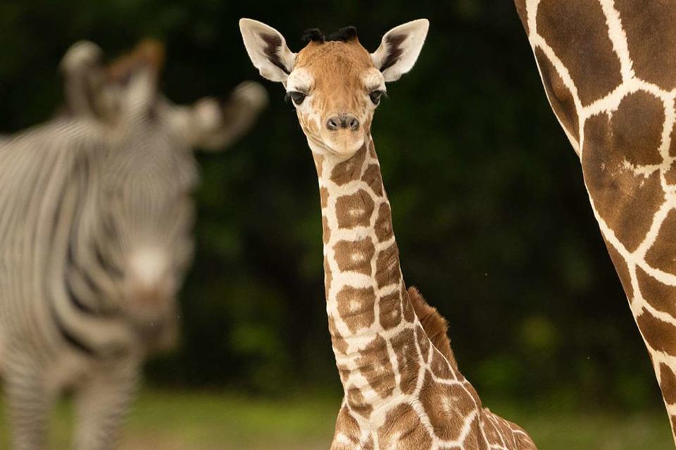 <p>Ron Magill/Zoo Miami</p> The female giraffe calf that died at Zoo Miami after breaking her neck 