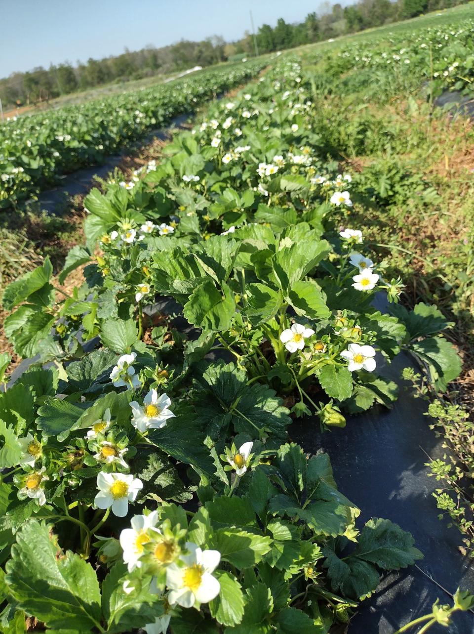The strawberry crop at Troyer's Farm before the hail storm on April 26, 2022.