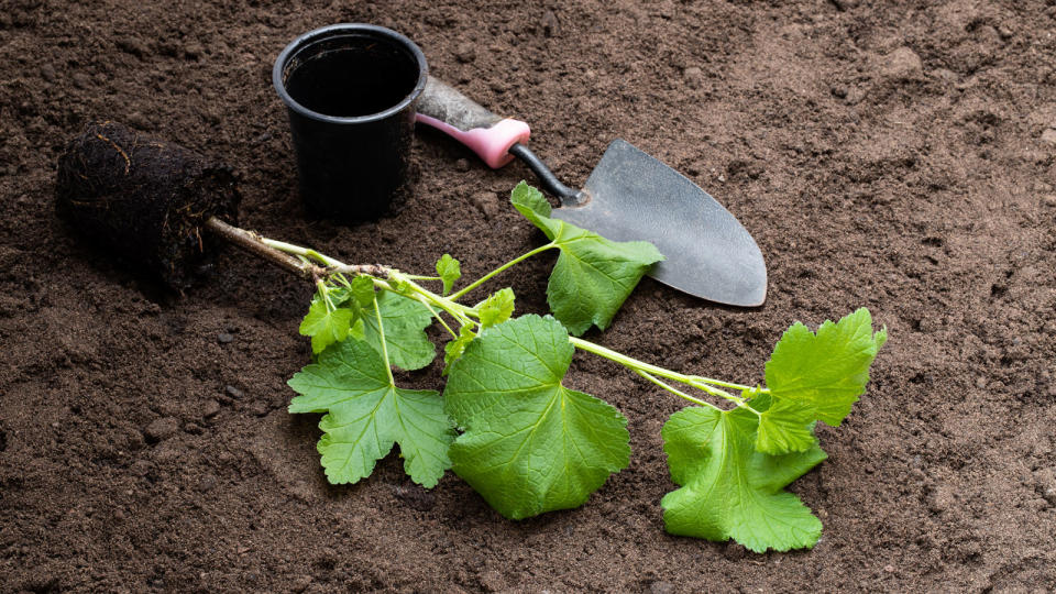 redcurrant bush being planted in soil and trowel