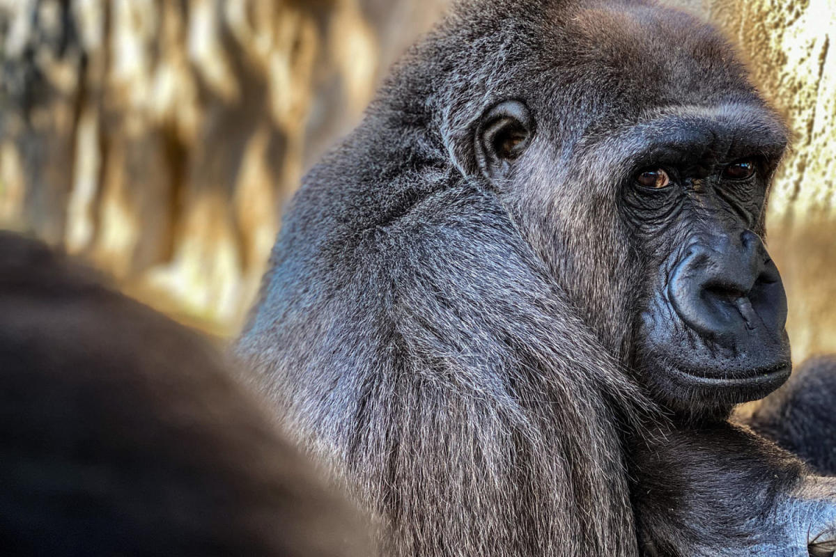 Three monkeys at Jacksonville Zoo die from Shigella infection