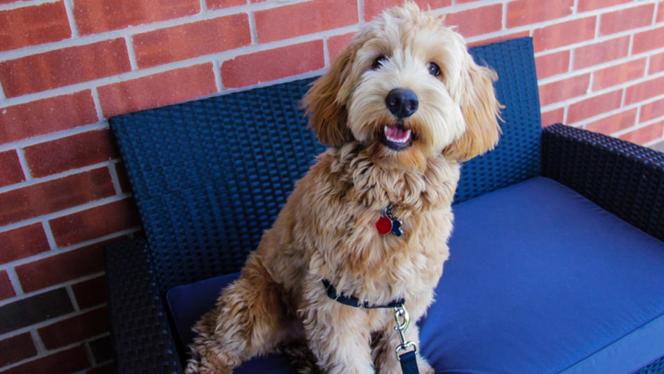 happy golden doodle on blue chair