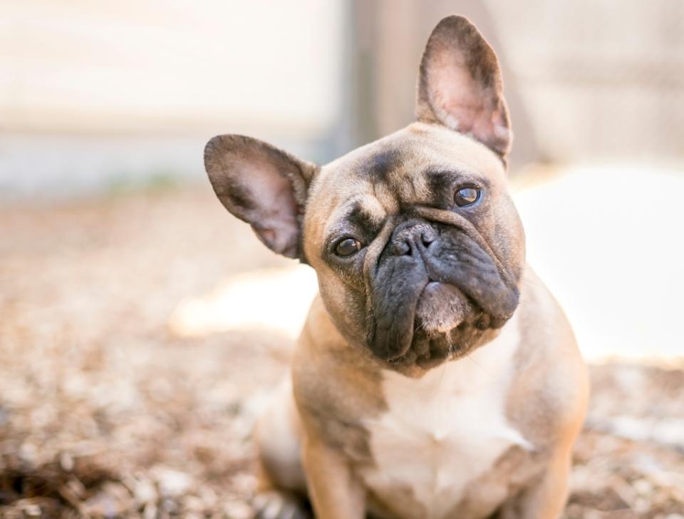 French bulldog